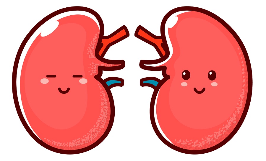 Happy smiling healthy kidneys isolated cartoon character. Vector